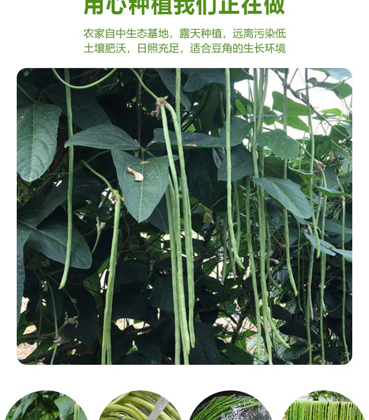 长豆角