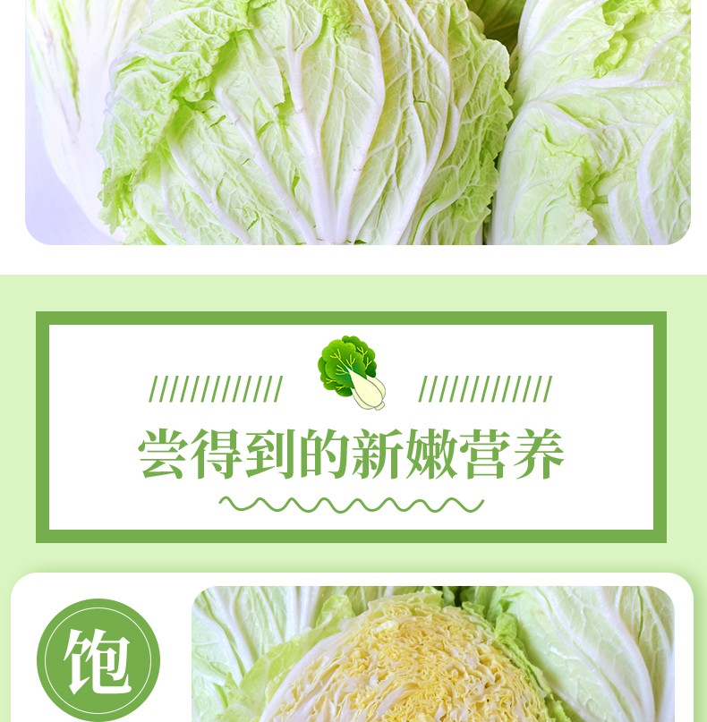 优邦精选    大白菜  农贸市场直供 5斤