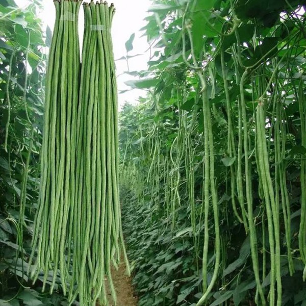 长豆角