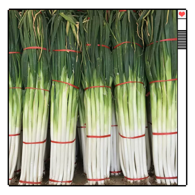 剥好大葱 5斤/7.5元