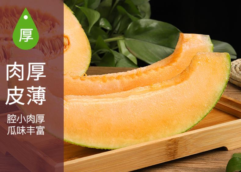 新疆  密瓜   2个起售