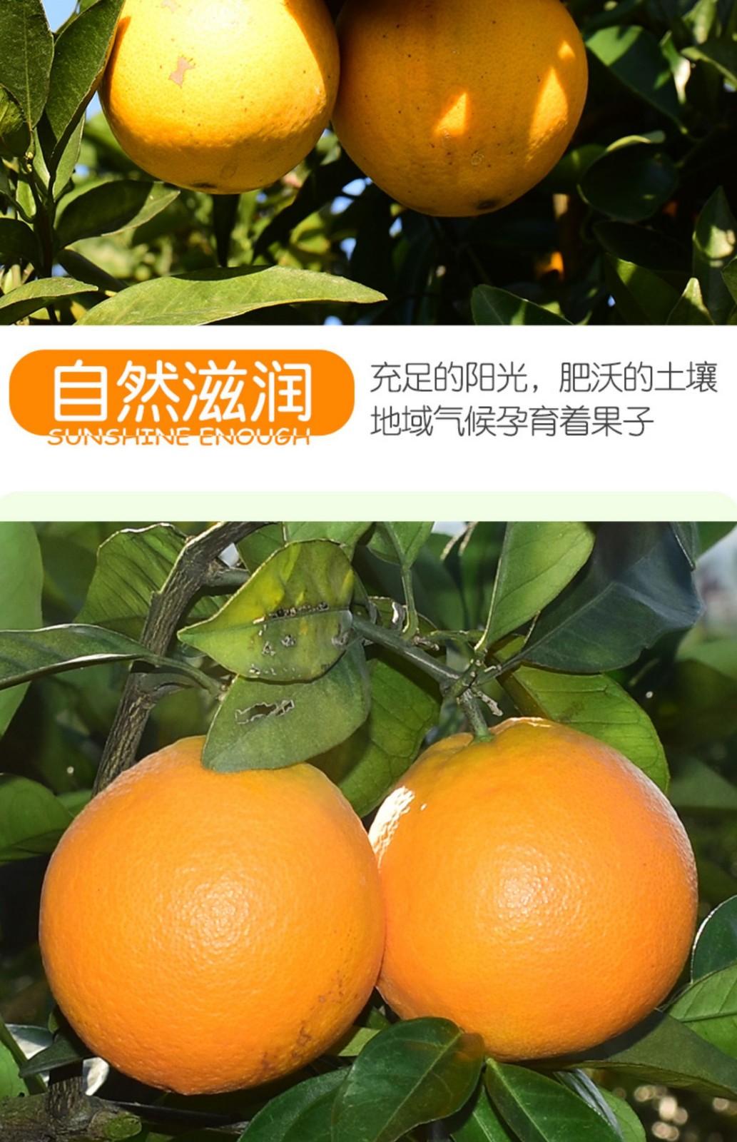 正宗江西赣南脐橙