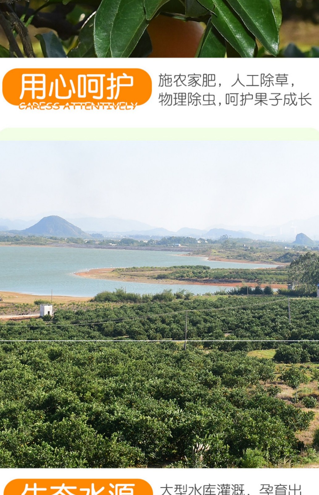 正宗江西赣南脐橙